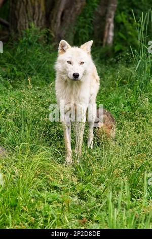 Une belle femme Loup arctique avec son chiot derrière. Banque D'Images