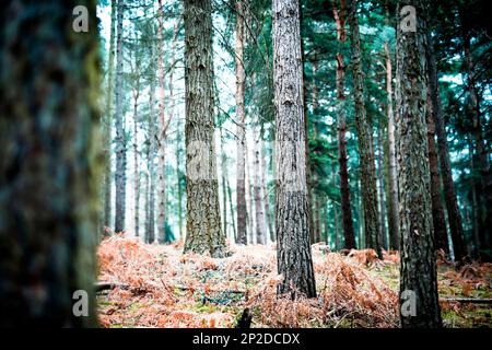 Arbres glacés sur Kinver Edge, Staffordshire, Royaume-Uni Banque D'Images