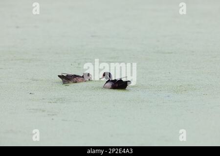 Canard de bois ou canard de Caroline (Aix sponsora) paisible Waters Sanctuary Florida USA Banque D'Images