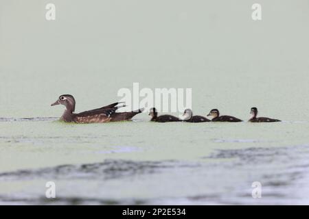 Canard de bois ou canard de Caroline (Aix sponsora) paisible Waters Sanctuary Florida USA Banque D'Images