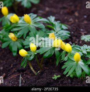 Gros plan de l'ampoule de jardin à fleurs jaunes Eranthis hyemalis ou aconite d'hiver vu dans le jardin. Banque D'Images