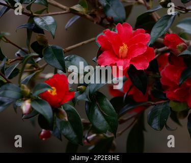 Gros plan des fleurs rouges de la plante de jardin à feuilles persistantes Camellia Freedom Bell a vu fleurir en hiver. Banque D'Images