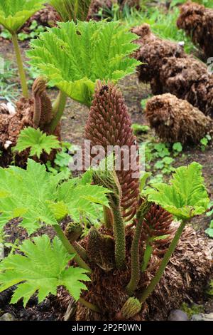 Gunnera manucata, Mammoth Leaf, dans un jardin du château de Dunvegan sur l'île de Skye, en Écosse Banque D'Images