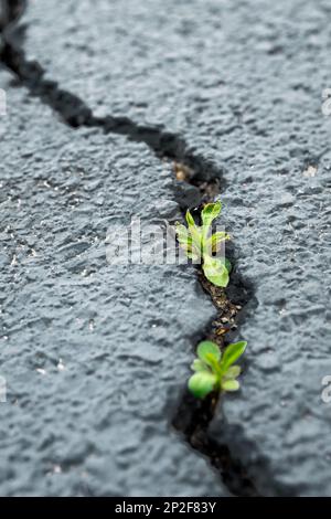 Germe vert provenant de la fissure de béton. Concept de changement climatique Banque D'Images