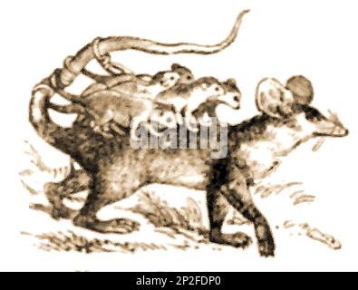 Une illustration de 19th siècle d'un marmose typiquement portant son jeune sur son dos. Contrairement à de nombreux marsupiaux, les opossums femelles de souris ne possèdent pas de pochette Banque D'Images
