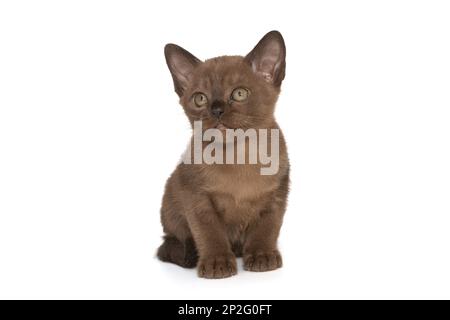 Petit chaton de la couleur européenne du chocolat birman, isolé sur fond blanc Banque D'Images