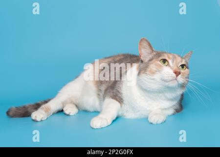 Le magnifique chat tricolore se trouve sur un fond bleu Banque D'Images