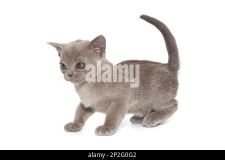 Chaton de couleur bleu birman américain, isolé sur fond blanc Banque D'Images