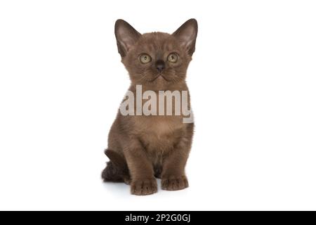 Petit chaton de la couleur européenne du chocolat birman, isolé sur fond blanc Banque D'Images