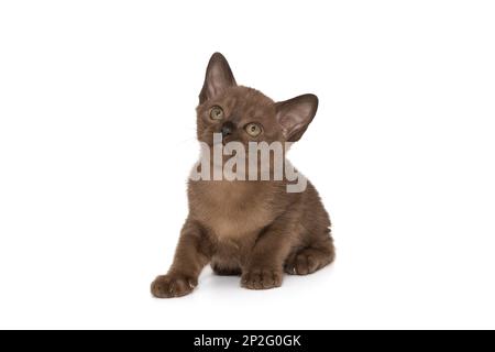 Un petit chaton birman de couleur chocolat se penche, isolé sur un fond blanc Banque D'Images