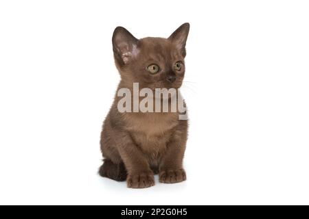 Petit chaton de la couleur européenne du chocolat birman, isolé sur fond blanc Banque D'Images