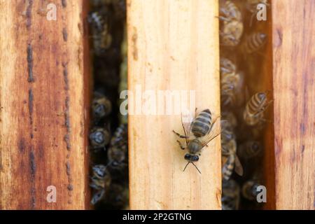 Gros plan des cadres de ruches avec abeilles, vue de dessus Banque D'Images