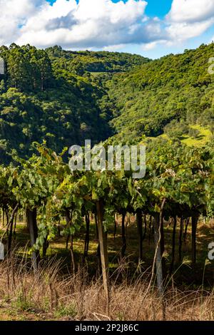 Vignoble avec forêt en arrière-plan, Otavio Rocha, Flores da Cunha, Rio Grande do Sul, Brésil Banque D'Images