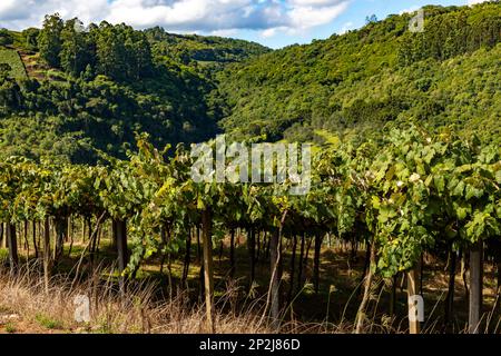 Vignoble avec forêt en arrière-plan, Otavio Rocha, Flores da Cunha, Rio Grande do Sul, Brésil Banque D'Images