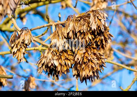 Le frêne (fraxinus excelsior), gros plan des gousses de graines ou des clés accrochées à l'arbre pendant l'hiver, a été abattu contre un ciel bleu. Banque D'Images