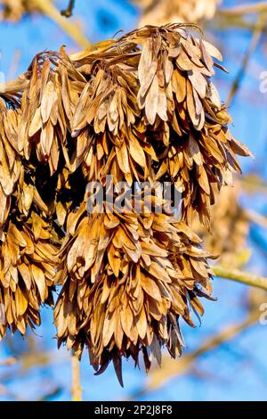 Le frêne (fraxinus excelsior), gros plan des gousses de graines ou des clés accrochées à l'arbre pendant l'hiver, a été abattu contre un ciel bleu. Banque D'Images