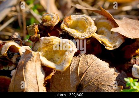 Gros plan des fructifications du champignon stereum hirsutum ou croûte de rideau de poil, poussant sur une bûche pourrie sous la litière de feuilles. Banque D'Images