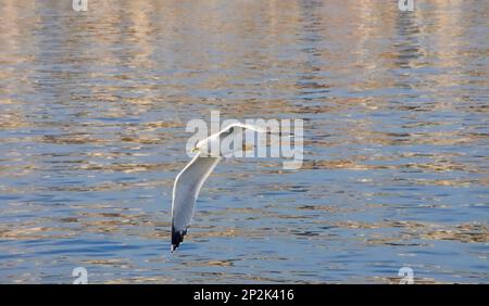 Mouette blanche en vol. La mouette blanche brise le port tranquille de Rijeka. Mouette de mer volante à proximité de la mer à l'heure d'or du coucher du soleil. Banque D'Images