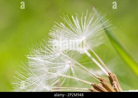 Photographie macro d'une tête de semis de pissenlit, avec une faible profondeur de champ Banque D'Images