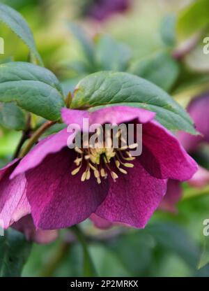 Hellébore hybride avec des fleurs magenta Banque D'Images