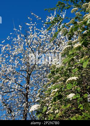 Fleur de cerisier et viburnum Banque D'Images