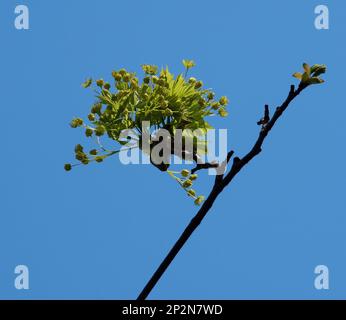 Acer platanoides 'Drummondii' Banque D'Images