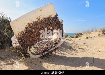 Chaise en plastique blanc recouverte de coquillages, lavée sur une plage près de Lisbonne, lors d'une chaude journée d'hiver au Portugal. Banque D'Images