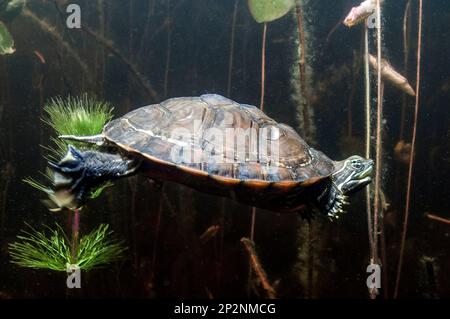 North Red-Bellied Cooter natation sous l'eau dans l'étang de Burrage, Hanson, ma Banque D'Images