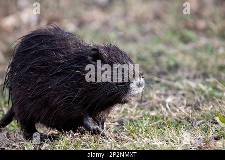 Nutria Myocastor coypus ou coypu, est une espèce de rongeur semi-aquatique et envahissante Banque D'Images