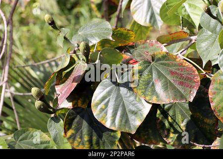 Talipariti elatum (Syn. Hibicus elatus), Gran Canaria, San Agustin Banque D'Images