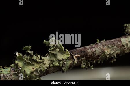 Lichens - provient d'algues ou de cyanobactéries vivant parmi les filaments de plusieurs espèces de champignons dans une relation mutualiste. Banque D'Images