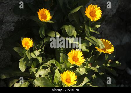 Calendula officinalis en fleur en Italie Banque D'Images