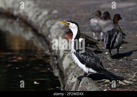 Vue latérale d'un petit cormoran pied debout sur la rive d'un étang, sa tête légèrement inclinée vers le haut, avec des canards en arrière-plan Banque D'Images