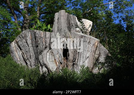 Une grande souche d'arbre avec un trou au milieu, entourée de plantes vertes pendant une journée ensoleillée Banque D'Images