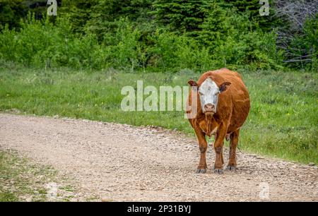 Une vache Hereford debout sur une route de gravier dans le parc interprovincial Cypress Hills Banque D'Images