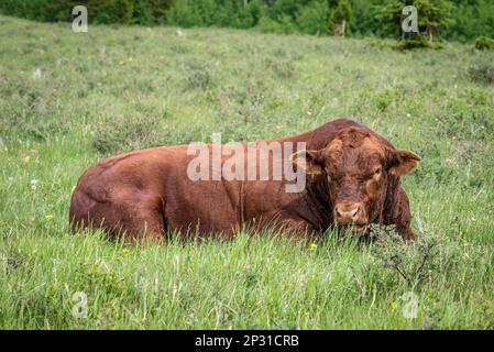 Un taureau Angus rouge se reposant dans le parc interprovincial Cypress Hills, en Saskatchewan Banque D'Images