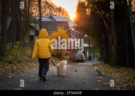 Le petit enfant et son chien Corgi passent du temps ensemble au lever du soleil. Saison d'automne Banque D'Images