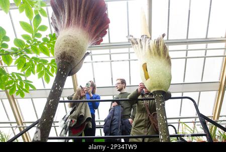 Leiden, pays-Bas. 4th mars 2023. Les gens regardent deux plantes en fleurs de l'Amorphophallus gigas, une espèce de l'Amorphophallus rare connu sous le nom de 'fleur de cadavre', dans le jardin botanique de Leiden à Leiden, aux pays-Bas, au 4 mars 2023. Credit: Sylvia Lederer/Xinhua/Alamy Live News Banque D'Images