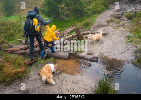 Maman avec son fils et ses chiens marchent au-dessus des bûches couchés sur un petit ruisseau. Montagnes polonaises Banque D'Images