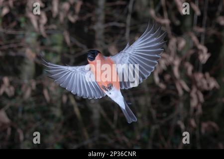 Bullfinch eurasien (Pyrrhula pyrrhula), mâle approchant du site d'alimentation, Rhénanie-du-Nord-Westphalie, Allemagne Banque D'Images