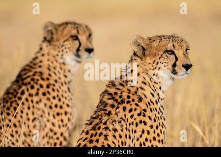 Deux cheetahs (Acinonyx jubatus), homme, réserve naturelle d'Okonjima, près d'Otjiwarongo, région d'Otjozondjupa, Namibie Banque D'Images