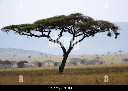 Parapluie thorn acacias (parapluie acacia tortilis), avec nids de tisserands (Ploceidae), Parc national de Serengeti, Tanzanie Banque D'Images