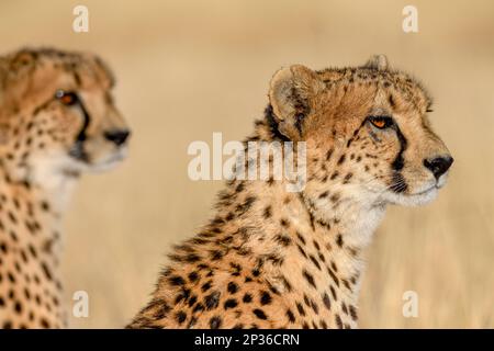 Deux cheetahs (Acinonyx jubatus), homme, réserve naturelle d'Okonjima, près d'Otjiwarongo, région d'Otjozondjupa, Namibie Banque D'Images