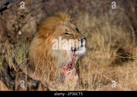 Lion (Panthera leo) mangeant des proies, réserve naturelle d'Okonjima, près d'Otjiwarongo, région d'Otjozondjupa, Namibie Banque D'Images