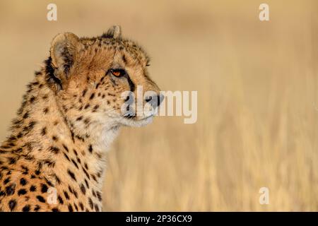 Cheetah (Acinonyx jubatus), homme, portrait, réserve naturelle d'Okonjima, près d'Otjiwarongo, Région d'Otjozondjupa, Namibie Banque D'Images