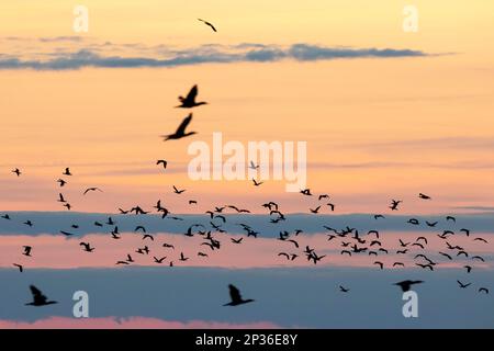 Grand cormoran (Phalacrocorax carbo), troupe volant au coucher du soleil, Falsterbo, province de Skane, Suède Banque D'Images