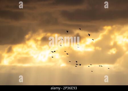 Étoiles communes (Sturnus vulgaris), petit troupeau volant au lever du soleil, Falsterbo, province de Skane, Suède Banque D'Images