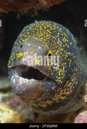 Gros plan de la tête de l'anguille moray (Echidna nebulosa) anguille moray à étoiles, Mer Rouge, Charm el-Cheikh, Sinaï, Égypte Banque D'Images