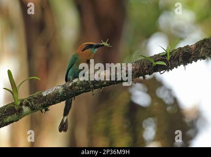 Motte à bec large (électron platyrhynchum moins), adulte, avec une proie d'insecte dans le bec, assis sur une branche, Rio Indio, Panama Banque D'Images