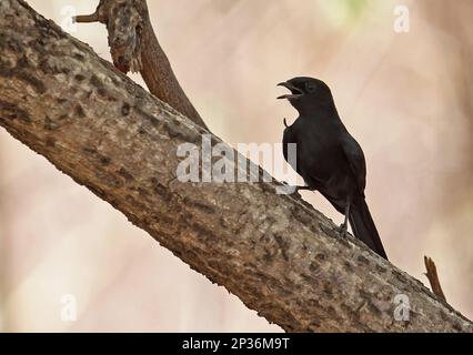 Moucherolle noir du Nord (Melaenornis edolioides edolioides) adulte, panant, assis sur une branche, mole N. P. Ghana Banque D'Images